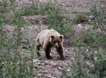82 grizzly, Denali NP.JPG