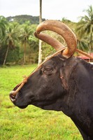 býk, El Yunque