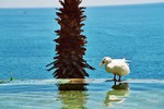 Antalya duck.jpg